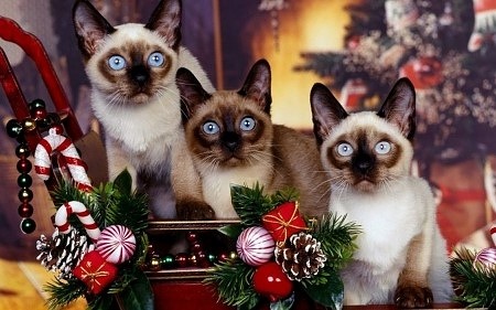 Holly-Smokey-Tipsy