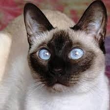 Jane's-Siamese